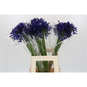 Agapanthus Blue Heaven