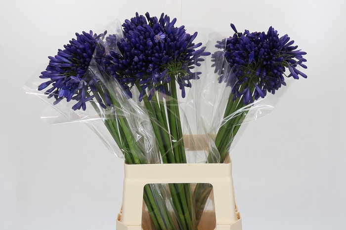 <h4>Agapanthus Blue Heaven</h4>