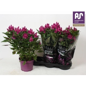 CEL DEEP PURPLE