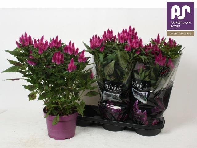 <h4>CEL DEEP PURPLE</h4>