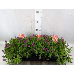 Delosperma coop. 'JewDesert'  ..mix