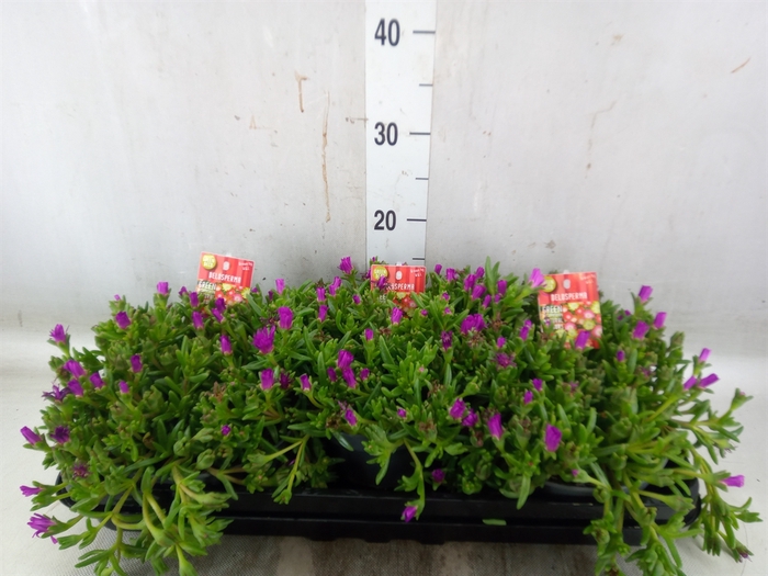<h4>Delosperma coop. 'JewDesert'  ..mix</h4>