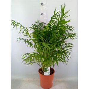 Chamaedorea elegans
