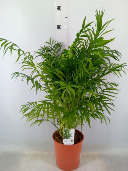 <h4>Chamaedorea elegans</h4>