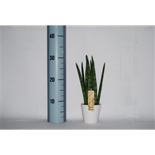 Sansevieria Luxe mix