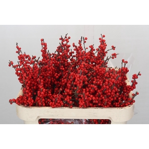 Ilex Verticillata Red