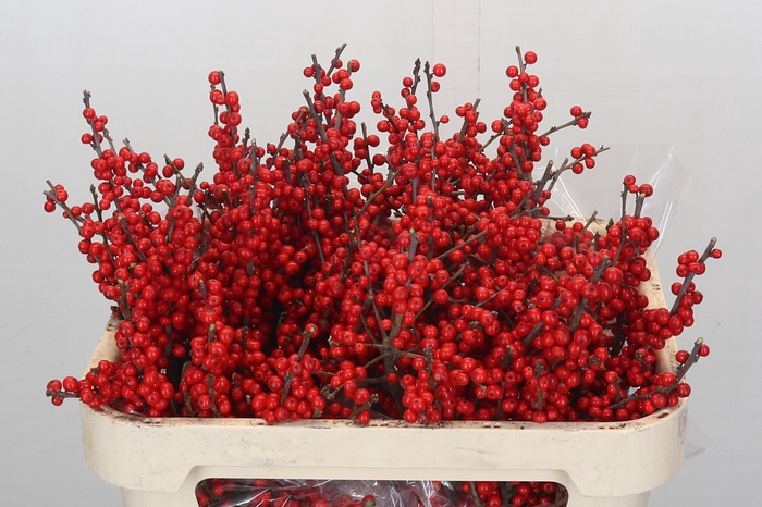 <h4>Ilex Verticillata Red</h4>