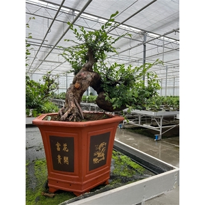 Zelkova parvifolia, pot 45cm. Cascade (single item)