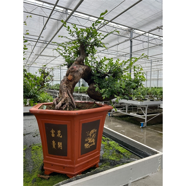 <h4>Zelkova parvifolia, pot 45cm. Cascade (single item)</h4>