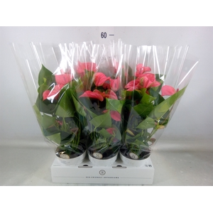 Anthurium andr. 'Pink Champion'
