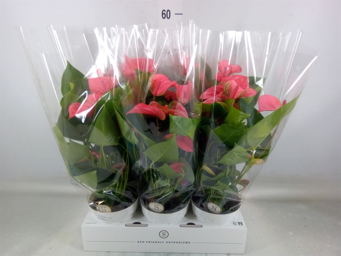 <h4>Anthurium andr. 'Pink Champion'</h4>