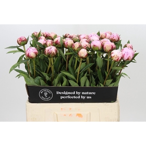 PAEONIA LACT. 'SARAH BERNHARDT'