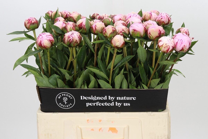 <h4>PAEONIA LACT. 'SARAH BERNHARDT'</h4>
