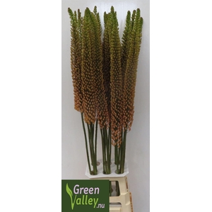 Eremurus Rumba