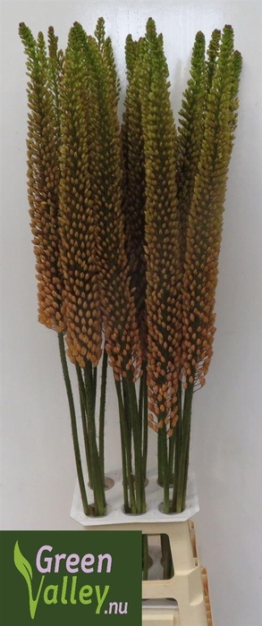 <h4>Eremurus Rumba</h4>
