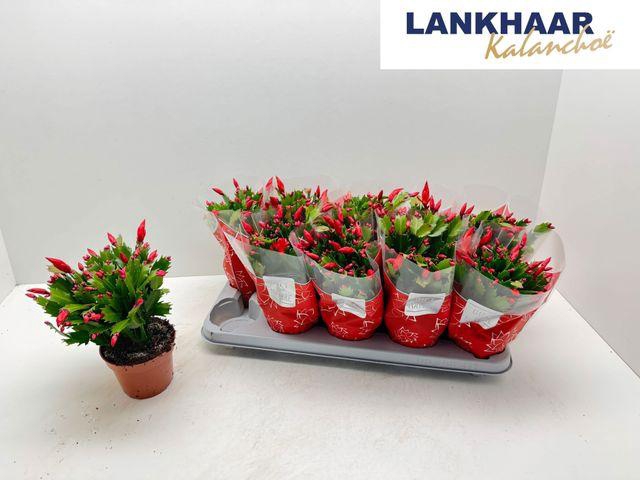 <h4>Schlumb Flame Red</h4>