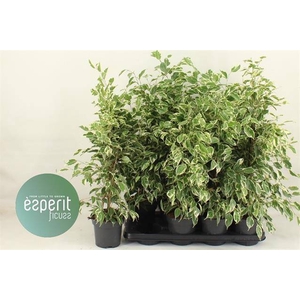 Ficus benjamina Twilight 14Ø 65cm 3pp