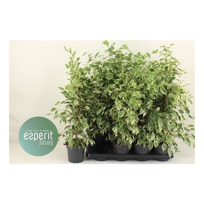 <h4>Ficus benjamina Twilight 14Ø 65cm 3pp</h4>