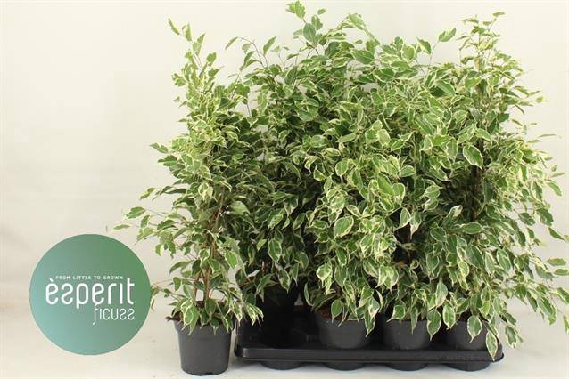 Ficus benjamina Twilight 14Ø 65cm 3pp