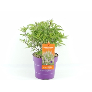 Vitex agn. Galactic Pink (First Editions®)