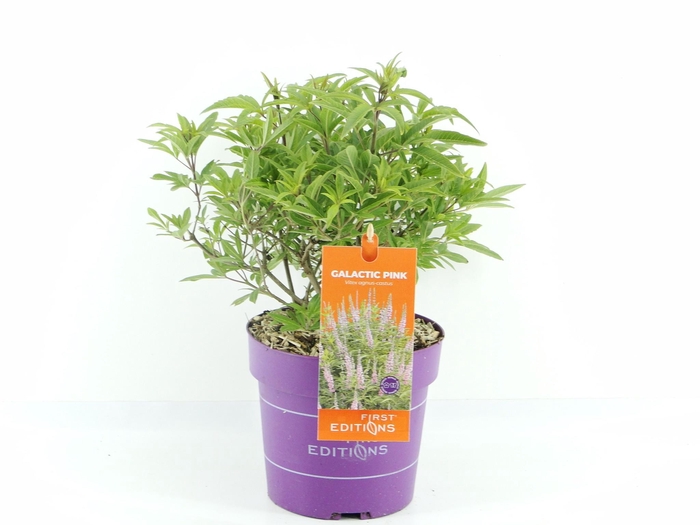 <h4>Vitex agn. Galactic Pink (First Editions®)</h4>