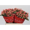 Hypericum Sweet Romance