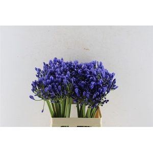 Agapanthus Eyfori Blue