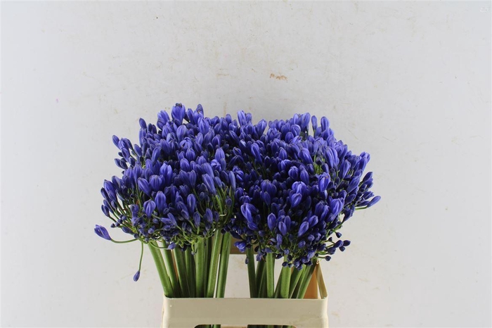 <h4>Agapanthus Eyfori Blue</h4>