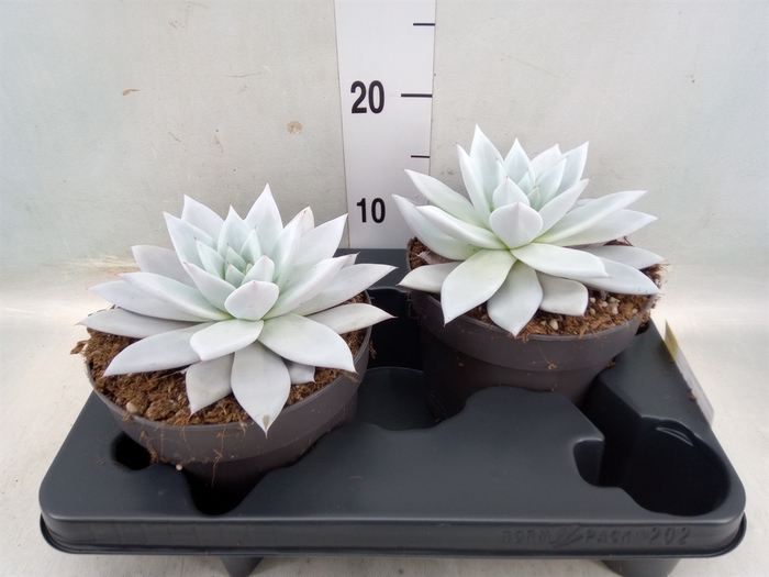 <h4>Echeveria  'Mexican Giant'</h4>