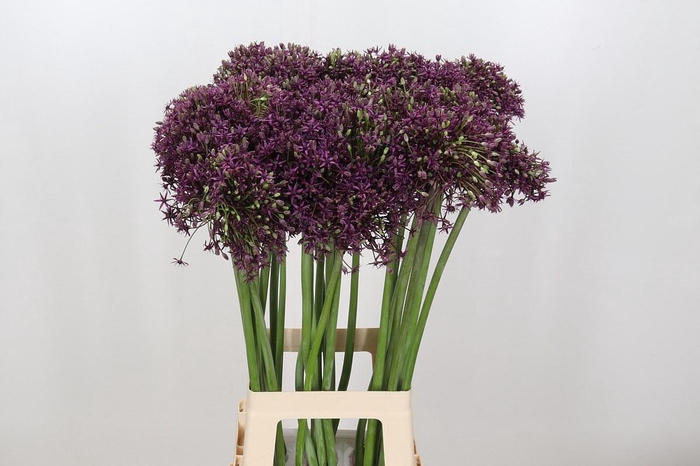 <h4>Allium Miami</h4>