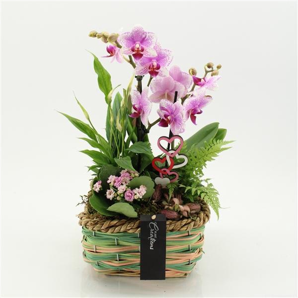<h4>Arrangementen Phalaenopsis mt H%</h4>
