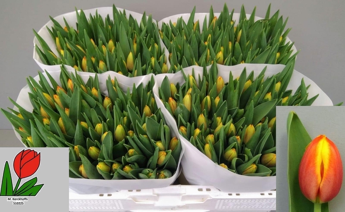 <h4>TU EN DOW JONES</h4>