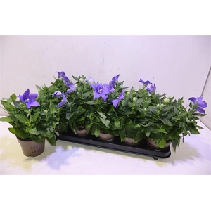 arr8 Platyco Gr Astra Blu
