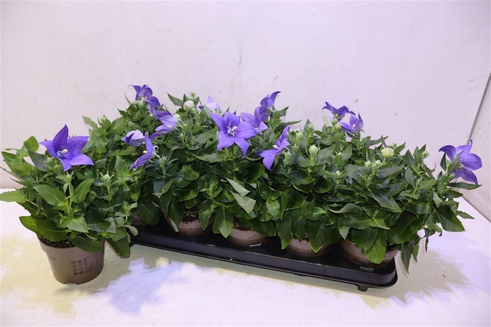 <h4>arr8 Platyco Gr Astra Blu</h4>
