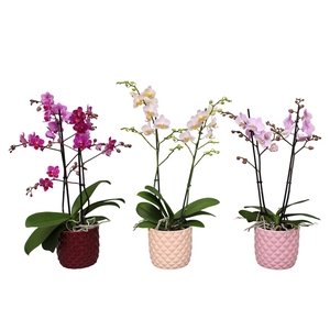 Phal. Multiflora 2-tak mix in keramiek BGC991
