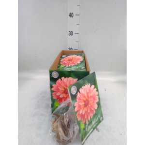 Dahlia   ...flowerbulbs