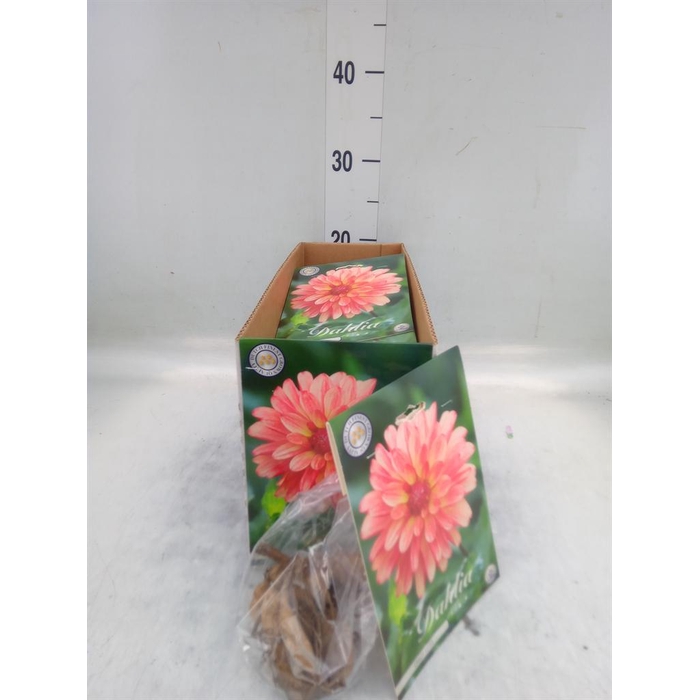 <h4>Dahlia   ...flowerbulbs</h4>