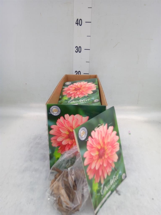 Dahlia   ...flowerbulbs