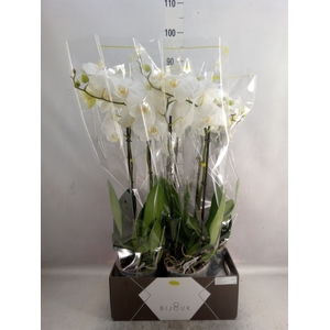 Phalaenopsis   ...white