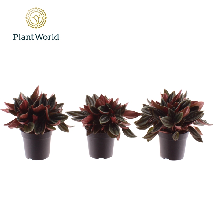 <h4>Peperomia Rosso 7 cm</h4>