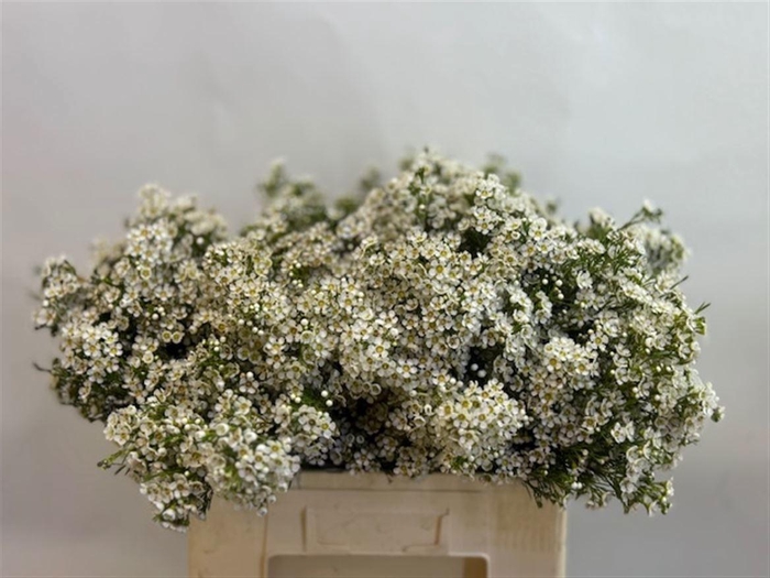 <h4>CHAME UN ARBEL</h4>