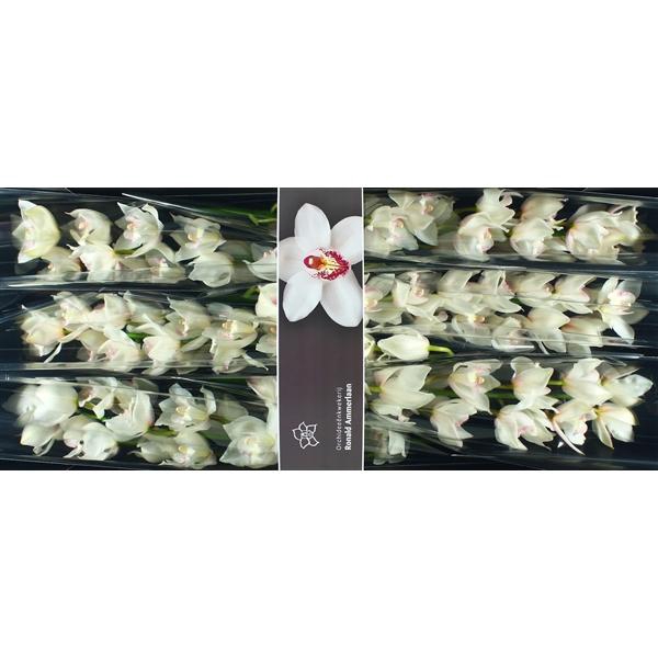 <h4>Cymb Tak Snowcastle x 8</h4>