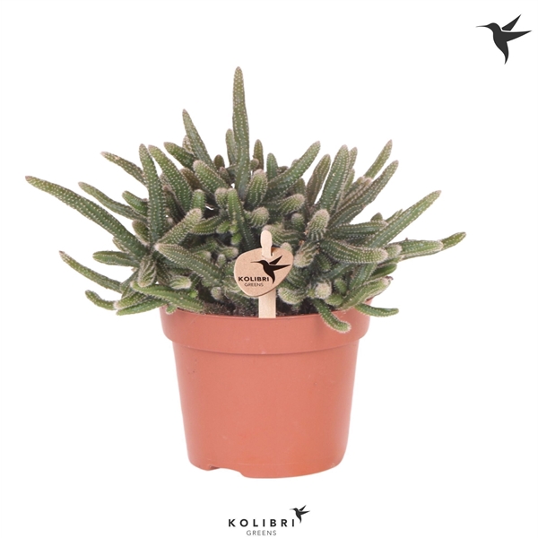 <h4>Kolibri Greens Rhipsalis Baccifera Horrida</h4>