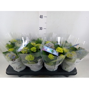 Hydrangea mac. 'Magical Revolution'