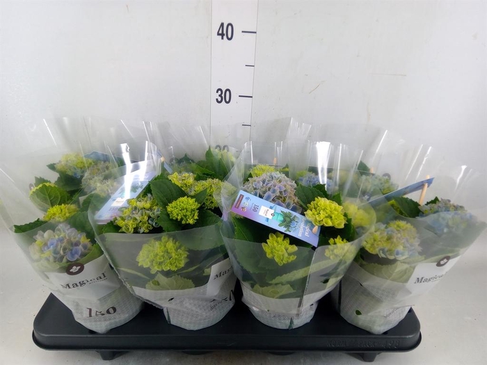 <h4>Hydrangea mac. 'Magical Revolution'</h4>