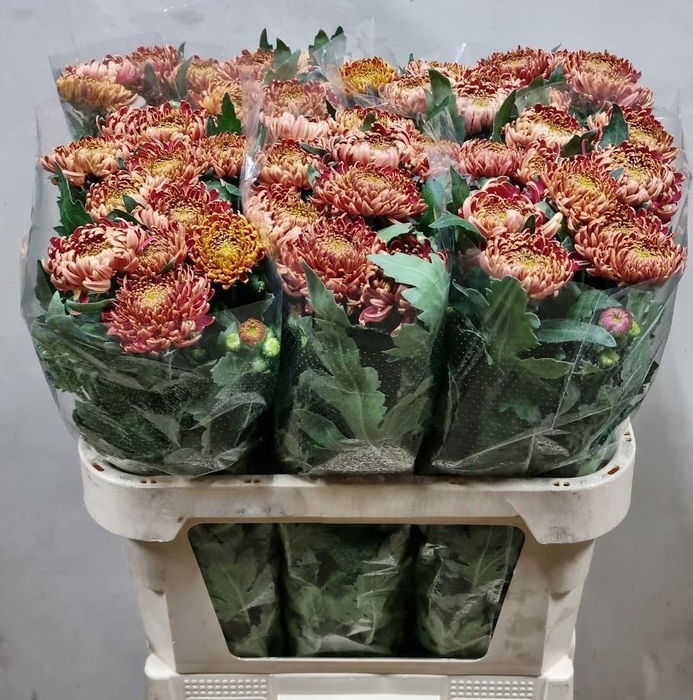 <h4>CHR G BISLET RED</h4>