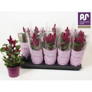 CEL DEEP PURPLE