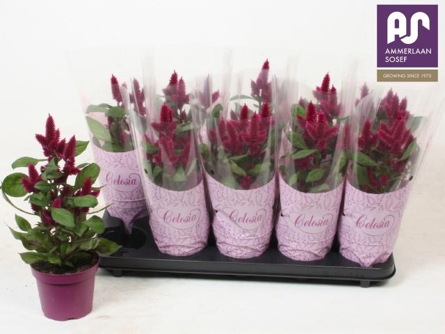 CEL DEEP PURPLE