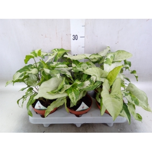 Syngonium   ...