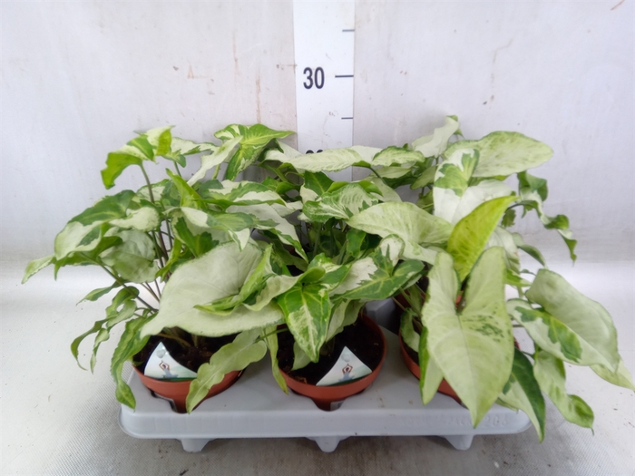 <h4>Syngonium   ...</h4>